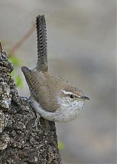 Bewick's Wren